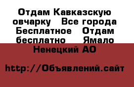 Отдам Кавказскую овчарку - Все города Бесплатное » Отдам бесплатно   . Ямало-Ненецкий АО